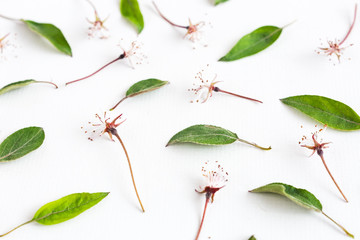 white background filled with uniformly but symmetrically arranged sakura flowers and leaves. Flat lay. top view. concept of spring, lightness and elegance.