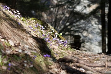 Frühling Natur Moos Wald