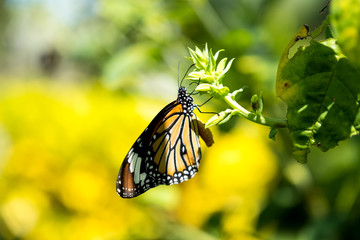 Common tiger butterfly