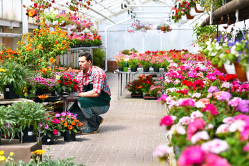 Gärtnerei / Blumenhandel - Gärtner arbeitet in einem Gewächshaus 