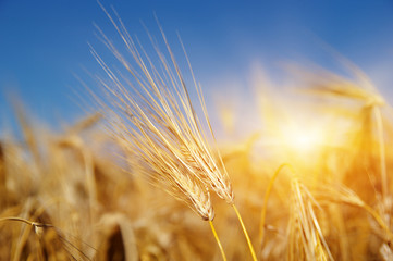 Golden wheat close up