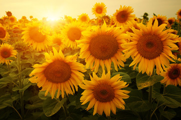  sunflowers and sun