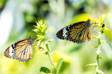 Common tiger butterfly
