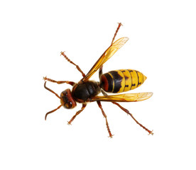 hornet isolated on white