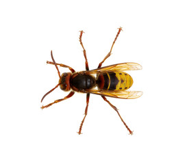 hornet isolated on white