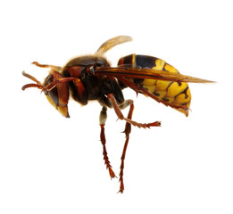 hornet isolated on white