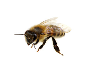 Bee on the white