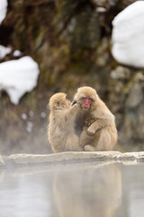 雪の中の温泉と猿の親子
