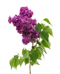 Lilac flower isolated on white