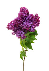 Flowering branch of lilac