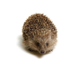 Hedgehog  isolated on white