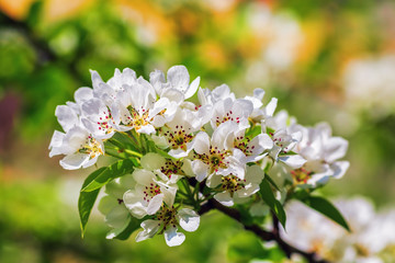 Blossoming tree branch. Beautiful white flowers and green leaves. Spring flowering. Tree in bloom. Shallow depth of field. Selective focus.