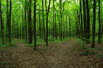 Obraz premium Trees in green forest