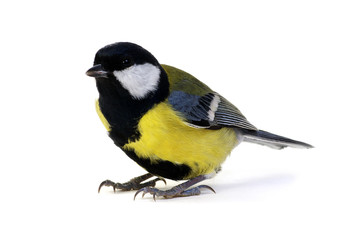 Naklejka premium great tit, Parus major