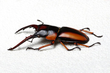 Stag beetle isolated on white