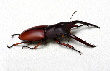 Stag beetle isolated on white