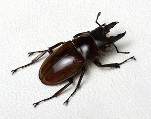 Stag beetle isolated on white