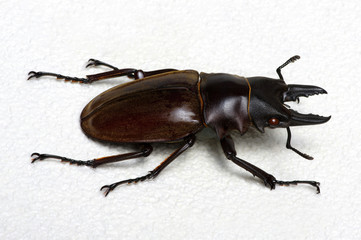 Stag beetle isolated on white