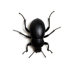 black beetle on white