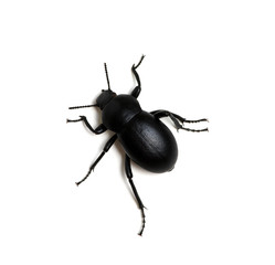 black beetle on white