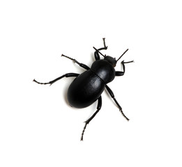 black beetle on white