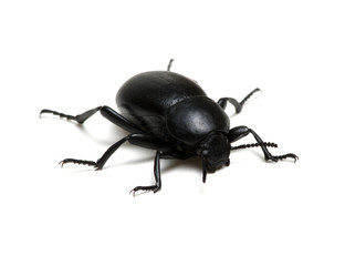 black beetle on white