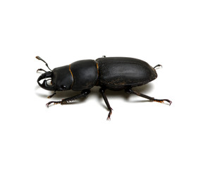 black beetle on white