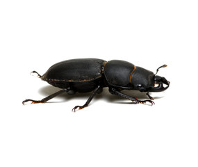 black beetle on white