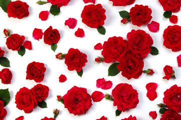 Red roses on white