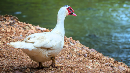 Mandarin duck at countryside