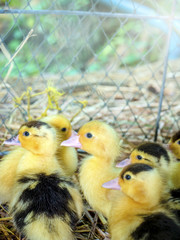 little yellow ducks,Selective focus