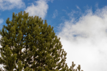 Obraz premium green tree on blue sky background with clouds