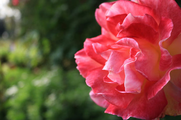 closeup pink rose in the garden