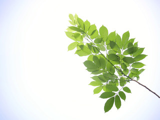 Leaves on white background.