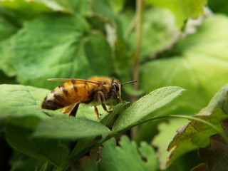 ミツバチ honeybee