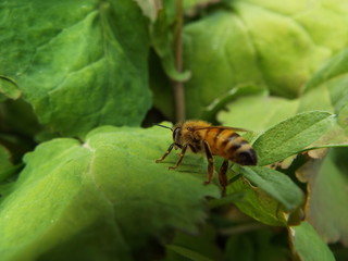 ミツバチ honeybee