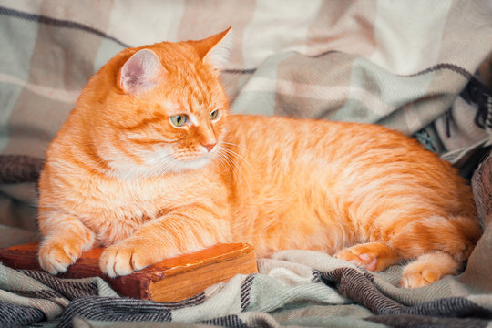 A beautiful redcat lying on an old book.