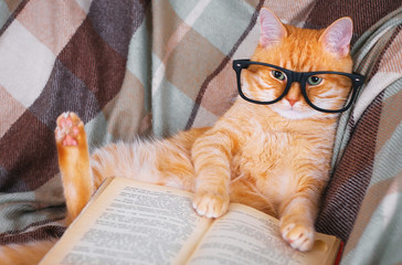 Obraz premium Red cat in glasses lying on sofa with book