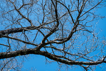 Tree Branch