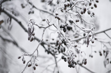 The winter tree