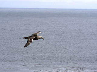 Southern Giant Petrel, Macronectes giganteus, in flight, Sea Lion, Falkland Islands