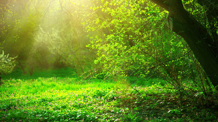 Naklejka premium Spring park with green grass and trees. Beautiful nature landscape 
