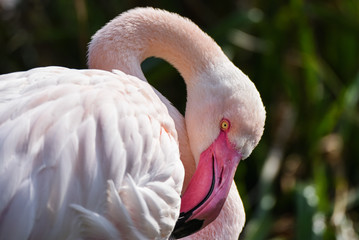 Fototapeta premium Flamingo in the water