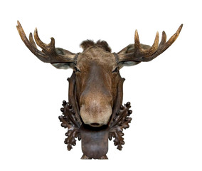Moose stuffed head on a white background. Trophy deer hanging on the walls.