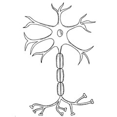 Nerve Cell Neuron, neuron, in sketch style. isolated on white background. Ink hand drawn illustration.