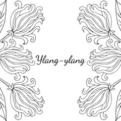 Fototapeta premium Color frame, border, template with ylang-ylang sketch. Aromatherapy series, square banner,background. Great for traditional medicine, perfume design, cooking or gardening.