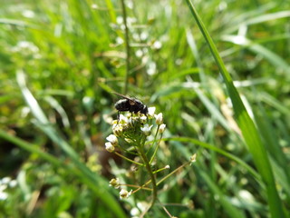 オオクロバエ blowfly