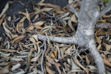 Dry leaves