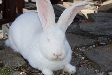 White giant rabbit laying down