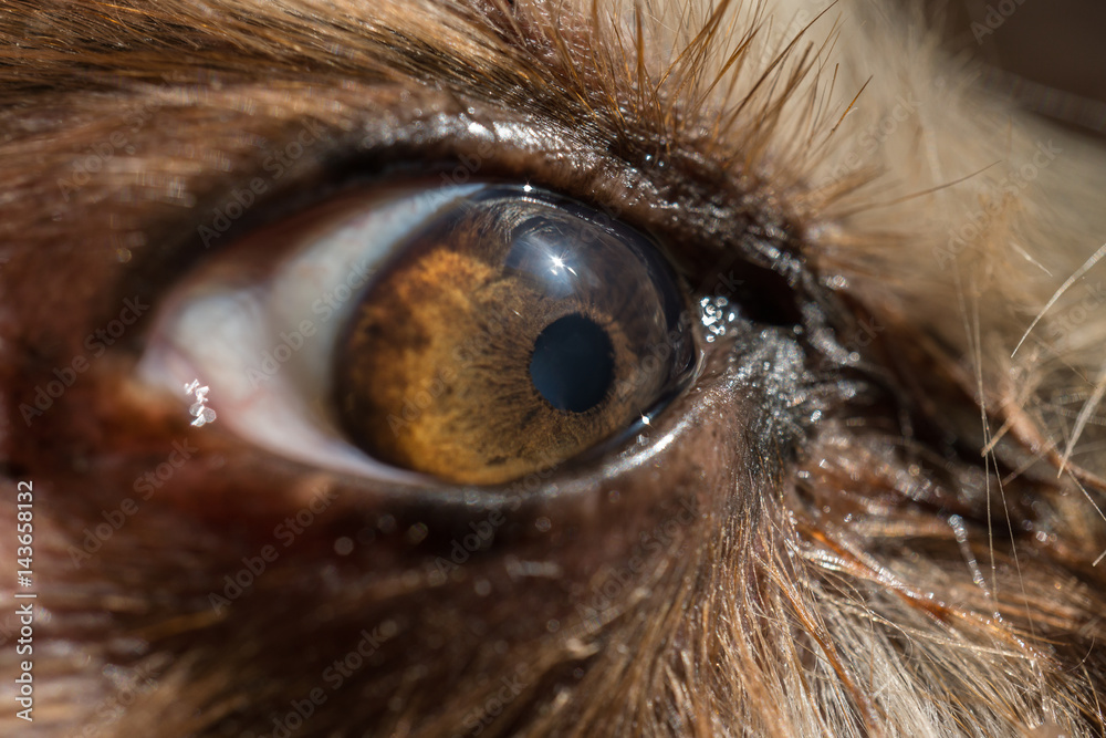 Wall mural dog's eye macro detail, Yorkshire Terrier brown dog close-up Yorkshire Terrier brown color doggie. Expressive doggy look